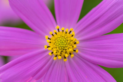 Close-up of purple flower blooming outdoors