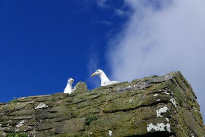 Low angle view of seagull on rock