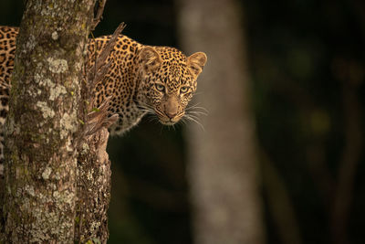 Leopard stands on tree stump looking down