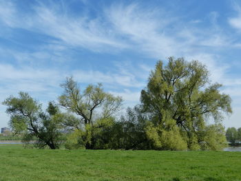 Trees on field against sky