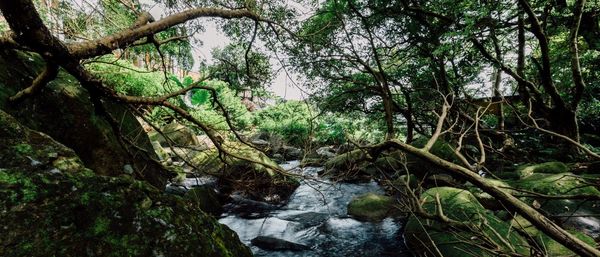 River flowing through forest