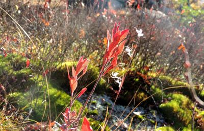 Close-up of red plant growing outdoors