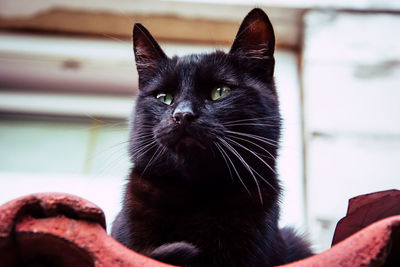 Close-up portrait of black cat sitting at home