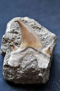 Close-up of shell on rock against gray background