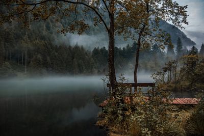 Trees by lake in forest during autumn