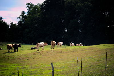 Cows grazing on grassy field