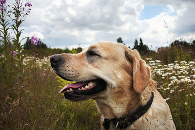 Close-up of a dog looking away on field