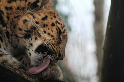 Close-up of a leopard yawning