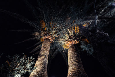 Low angle view of illuminated tree against sky at night