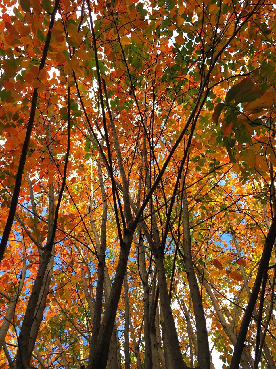 tree, autumn, low angle view, growth, branch, forest, change, nature, tranquility, beauty in nature, tree trunk, season, woodland, scenics, orange color, tranquil scene, day, leaf, outdoors, backgrounds