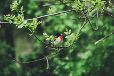 Close-up of bird perching on branch