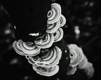 Close-up of flowers