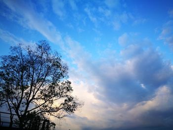 Low angle view of tree against blue sky