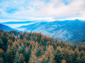 Scenic view of pine trees and mountains against sky