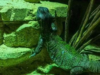High angle view of lizard
