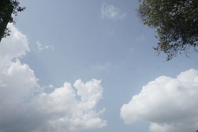 Low angle view of tree against sky