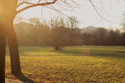 Trees on field against sky