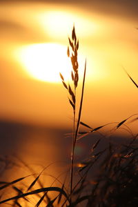 Close-up of silhouette plants against sunset sky