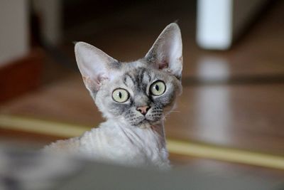 Close-up portrait of cat