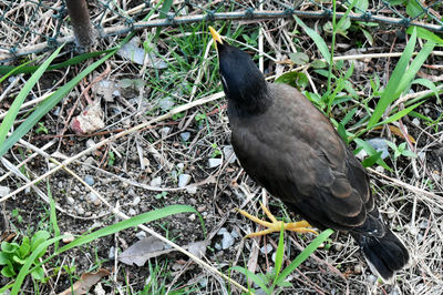 High angle view of bird perching on field