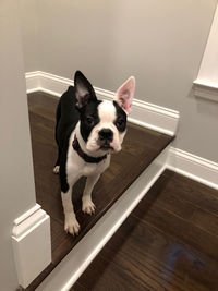 High angle portrait of dog on floor at home