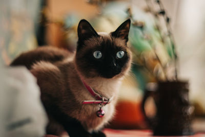 Close-up portrait of a siamese cat