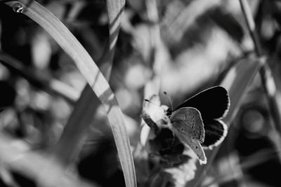 Close-up of insect on leaf