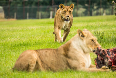 Lioness eating dead animal on grassy field