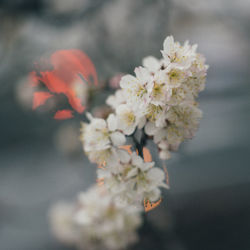 Close-up of cherry blossom