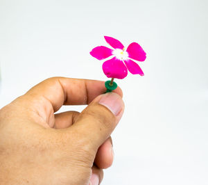 Close-up of hand holding pink rose against white background