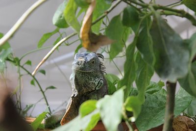 Close-up of a bird looking away