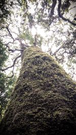 Low angle view of tree trunk