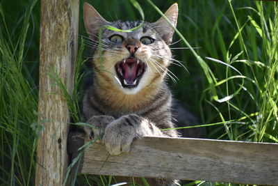 Portrait of a cat yawning