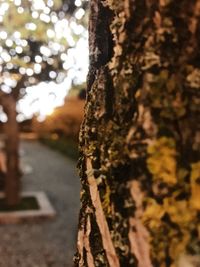Close-up of lizard on tree