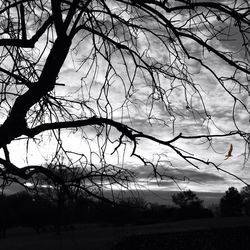 Bare trees on field