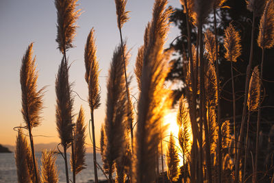 Close-up of stalks in field against sky at sunset