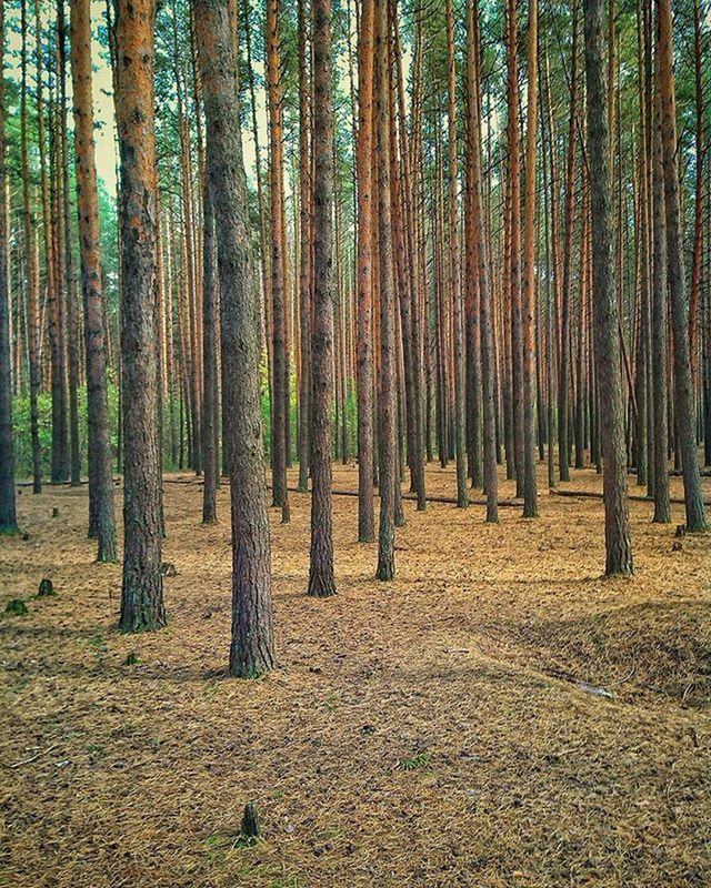 tree, tree trunk, forest, woodland, tranquility, tranquil scene, nature, growth, beauty in nature, scenics, landscape, non-urban scene, abundance, outdoors, day, idyllic, no people, sunlight, remote, branch