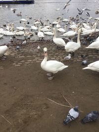 High angle view of swans in lake