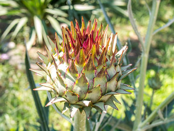 Close-up of cactus plant
