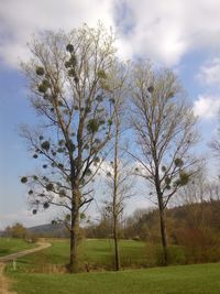 Trees on field against sky