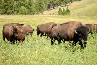 Bison grazing in a field