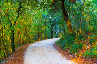 Road amidst trees in forest during autumn