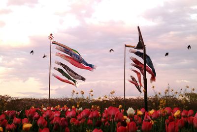 Carp streamers at tulip field during sunset