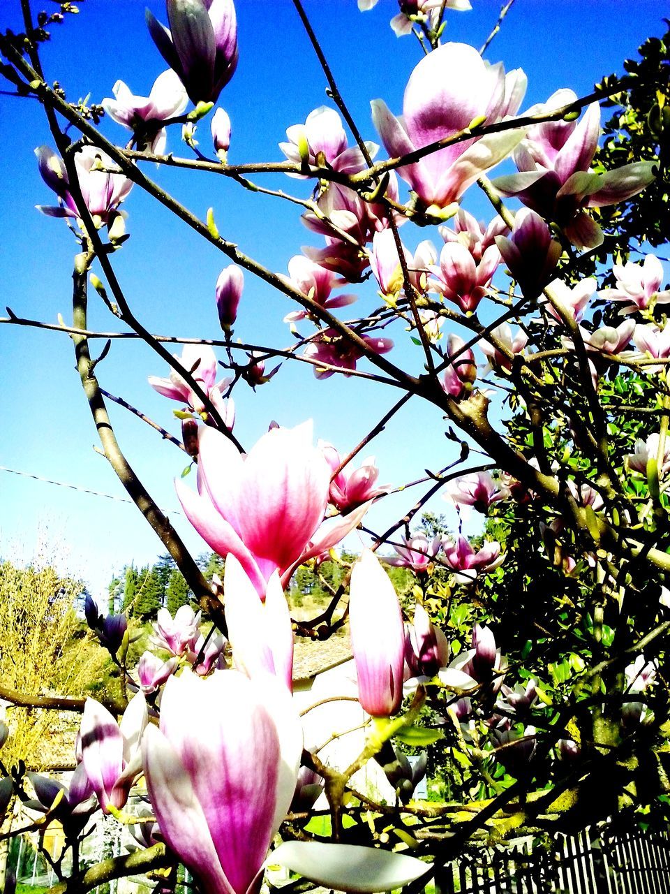 flower, freshness, pink color, fragility, growth, petal, tree, low angle view, branch, beauty in nature, blossom, nature, blooming, clear sky, sky, pink, in bloom, flower head, sunlight, close-up