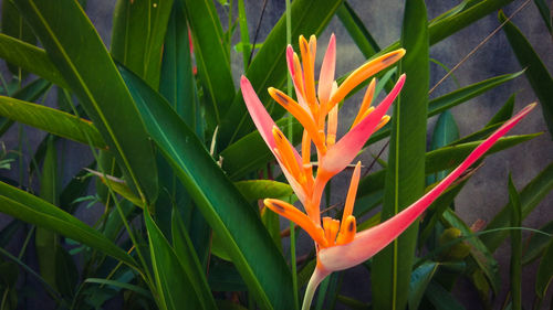 Close-up of orange flowering plant