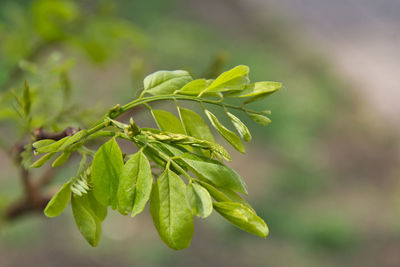 Close-up of fresh green leaves