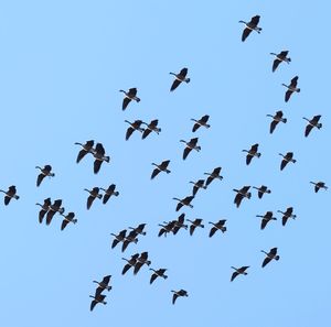 Low angle view of birds flying in the sky