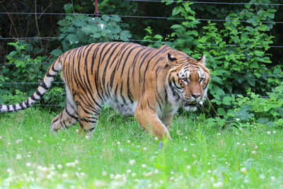 Tiger in grass