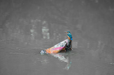 Side view of kingfisher bird fishing in lake