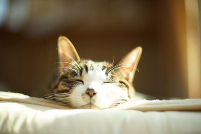 Close-up of cat lying on bed